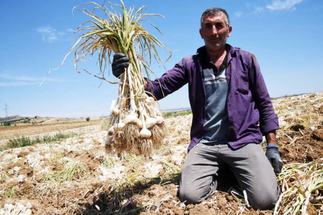 30 yıldır aynı tohumu kullanıyor! Beyaz altın olarak biliniyor: Buzdolabına gerek yok, 10 ay boyunca taptaze kalıyor 2